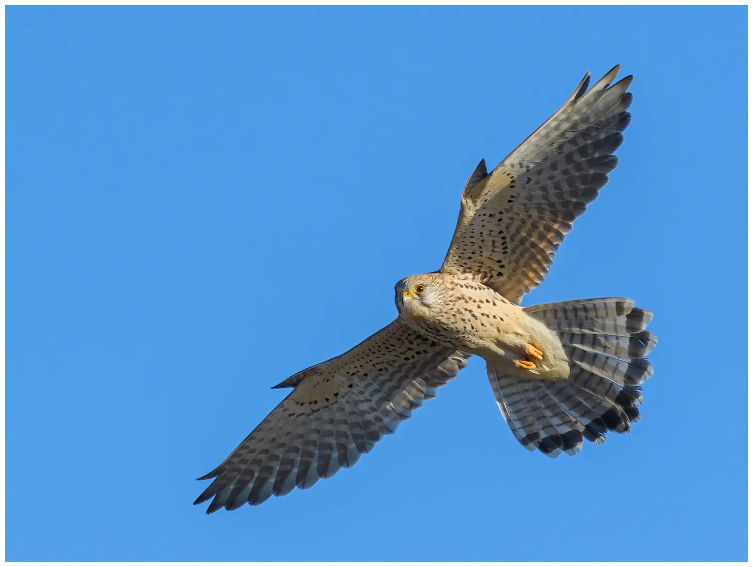 Tornfalk - Falco tinnunculus - Common Kestrel