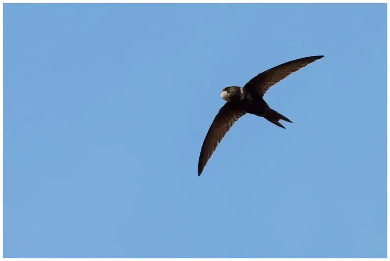 Tornseglare - (Common Swift)