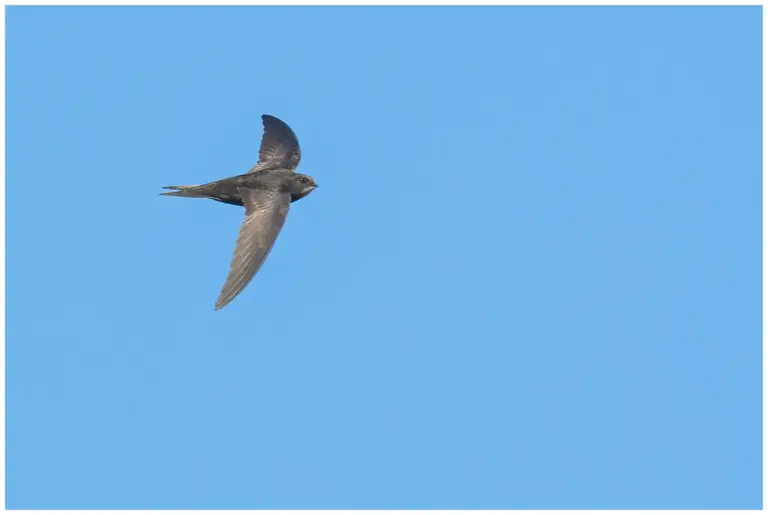 Tornseglare - (Common Swift)