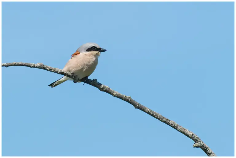 Törnskata - Red-backed Shrike - hane sitter på en gren med blå himmel 