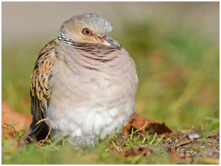 Turturduva - (European Turtle Dove) - kurrar ihop sig