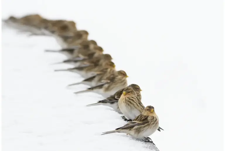 vinterhämpling - (twite)