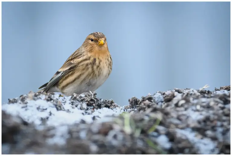 vinterhämpling - (twite)