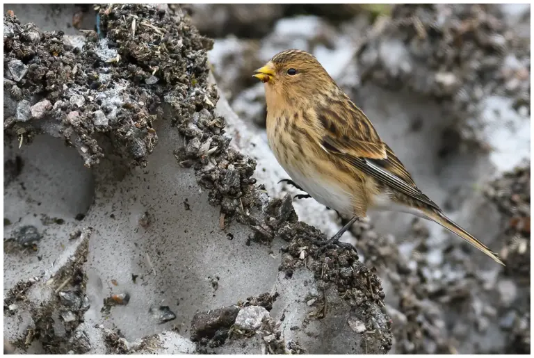 vinterhämpling - (twite)