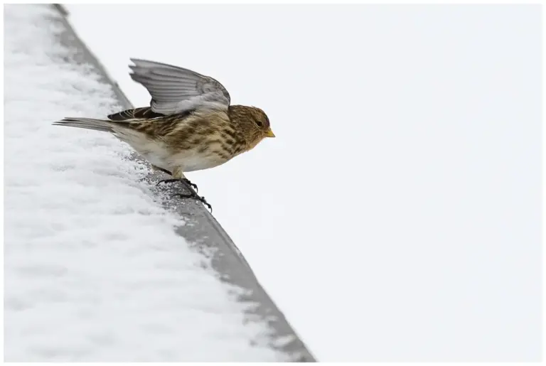 vinterhämpling - (twite)