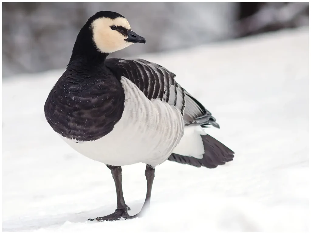 Vitkindad Gås - Barnacle Goose står i snö en kall vinterdag