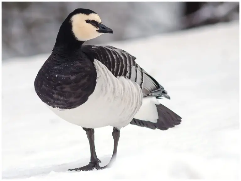 Vitkindad Gås - (Barnacle Goose)
