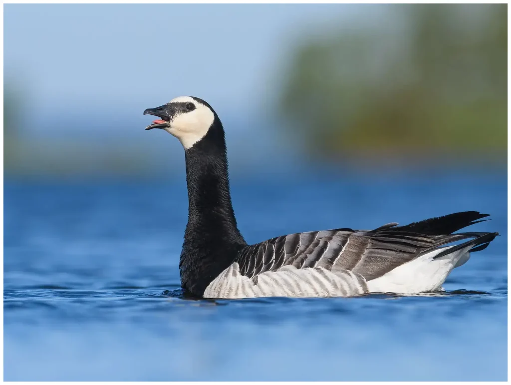 Vitkindad Gås - Barnacle Goose simmar i vatten med öppen näbb