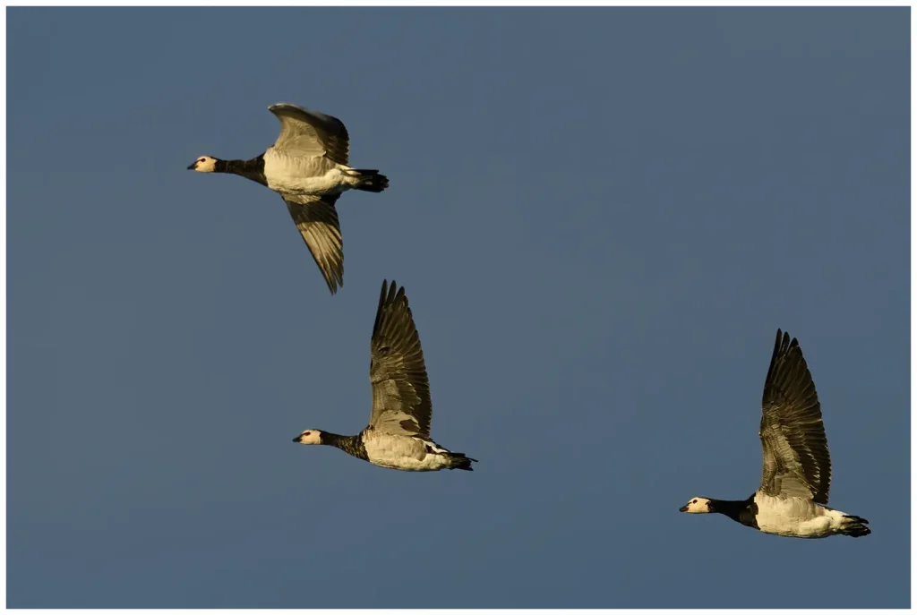 Vitkindad Gås - Barnacle Goose förbiflygande sen en kväll i solljus