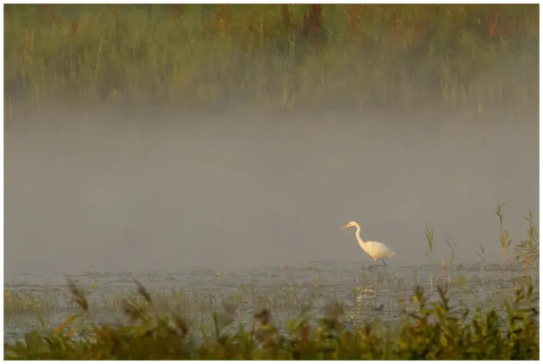 Ägretthäger Great white Heron står i dimma en tidig morgon