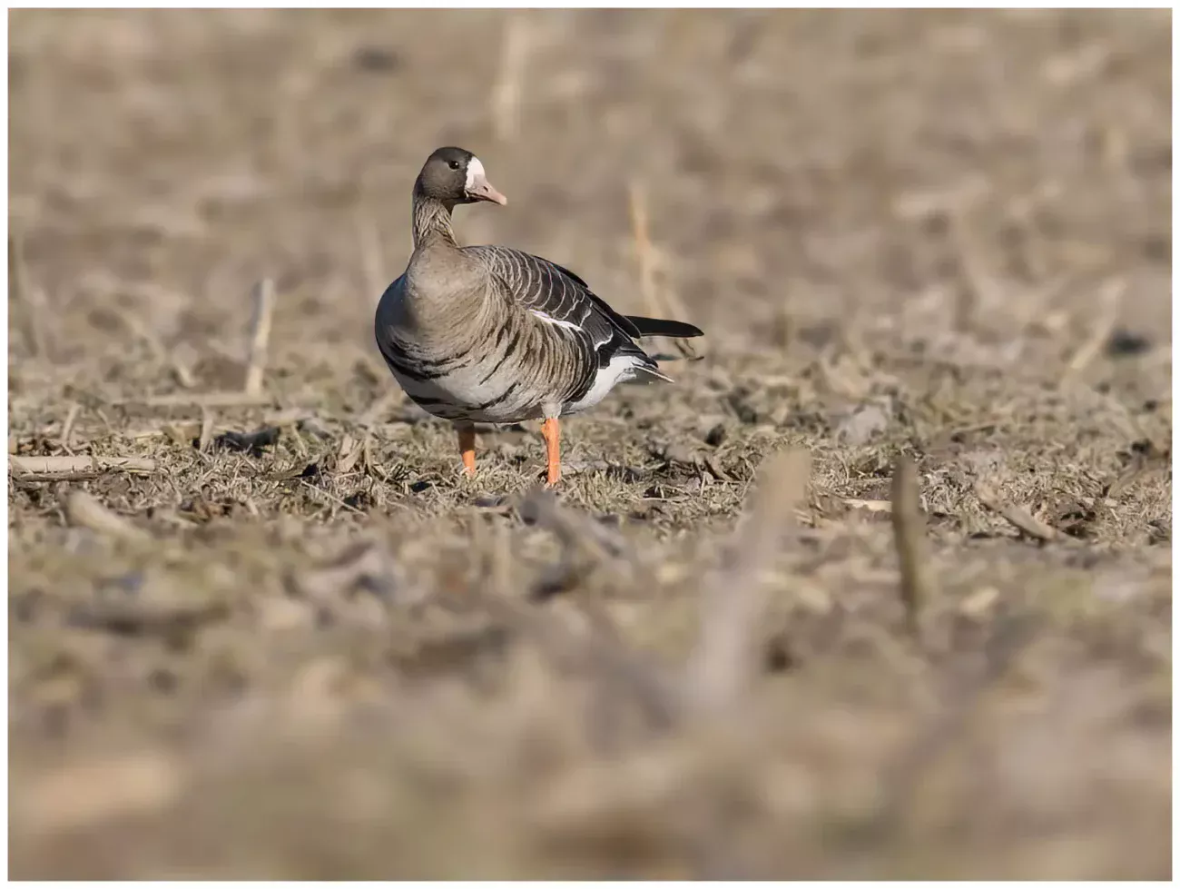 Bläsgås - Greater White-fronted Goose