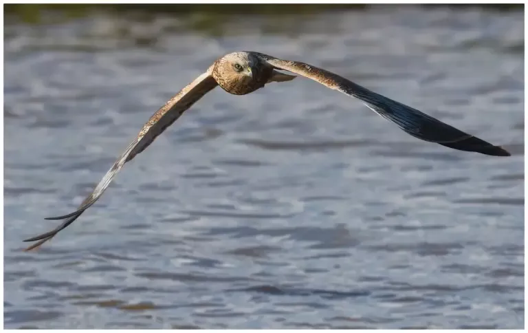 Brun Kärrhök - (Western Marsh Harrier) - flyger över vatten i en våtmark