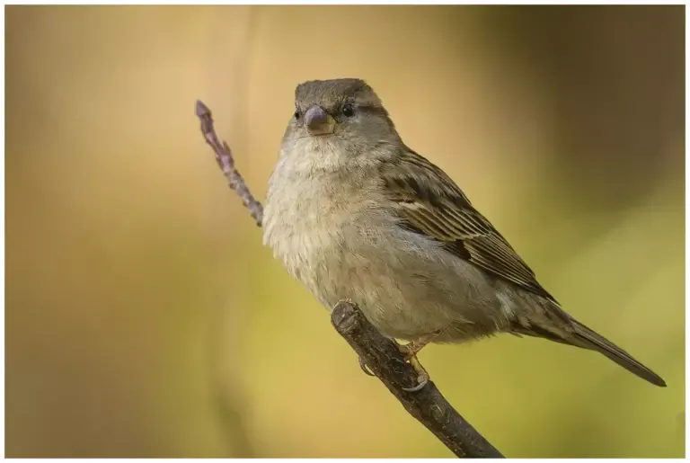 Gråsparv - (House Sparrow)