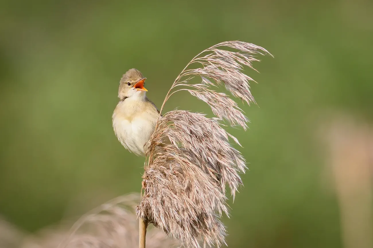 Kärrsångare – (Marsh Warbler)