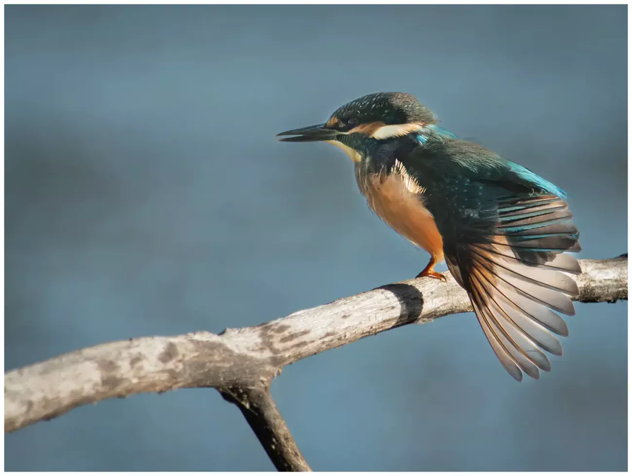 Kungsfiskare - (Kingfisher) flaxar med vingarna