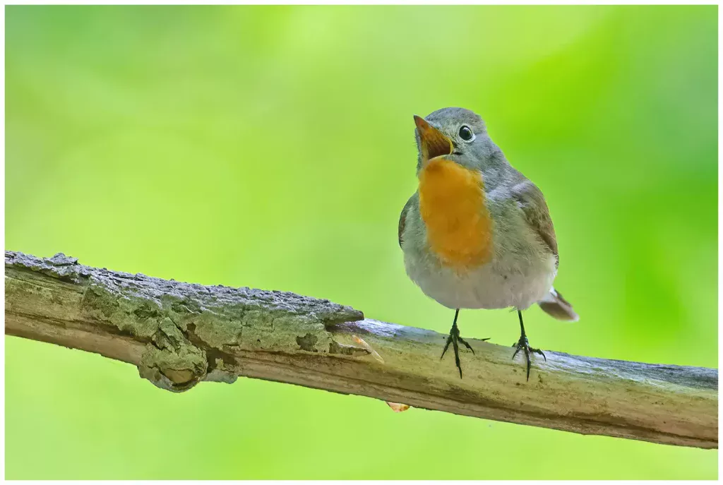 Mindre Flugsnappare - (Red-breasted Flycatcher) - sjungande hanne som sitter på en gren