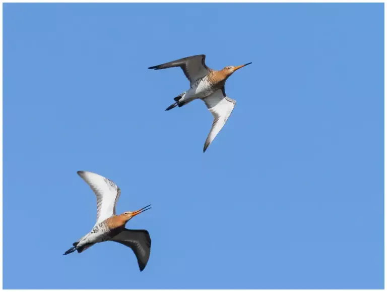 Rödspov - Black-tailed Godwit 2 stycken som flyger