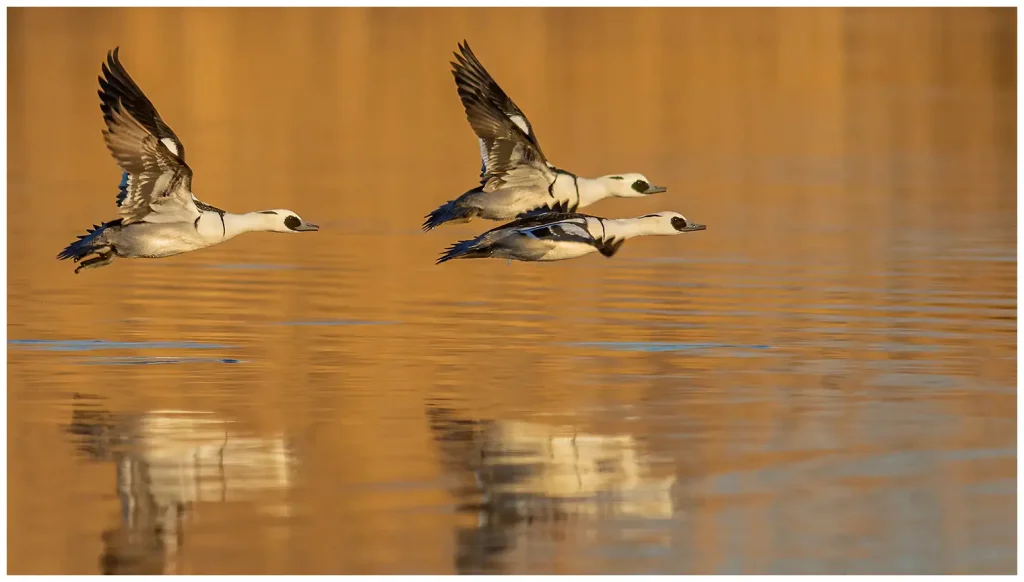 salskrake - (Smew) - tre hanar som flyger i morgonljus över vattnet