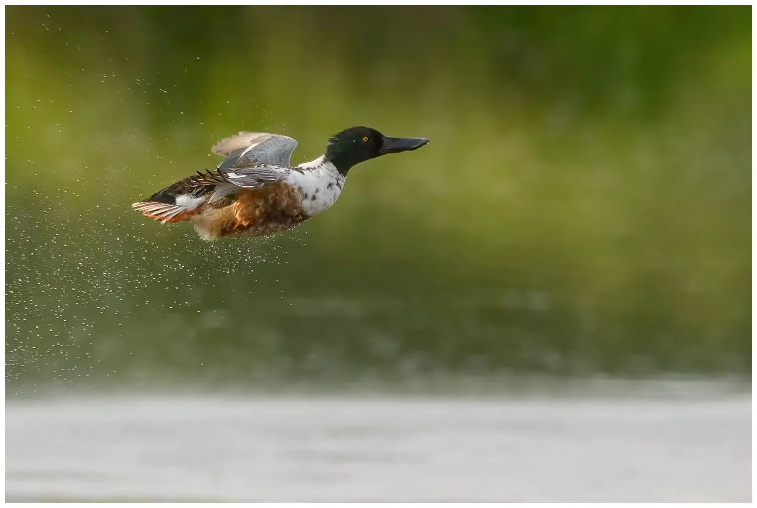Skedand - Northern Shoveler flyger med sprutande vattendroppar