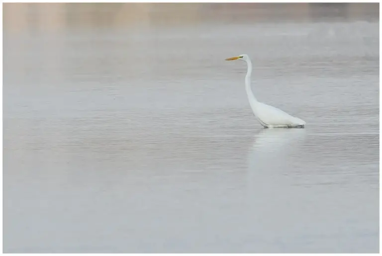 Ägretthäger Great white Heron går i vattnet som döljer benen