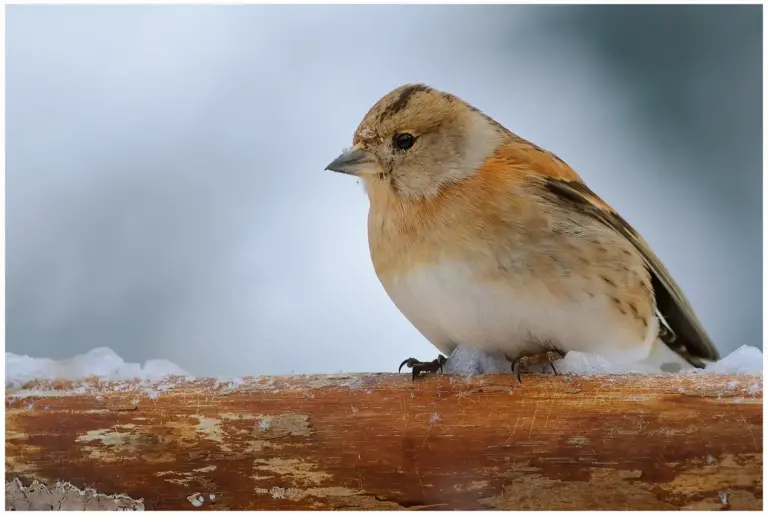 Bergfink - (Brambling)