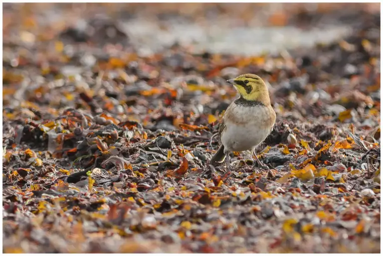 Berglärka - (Horned Lark)