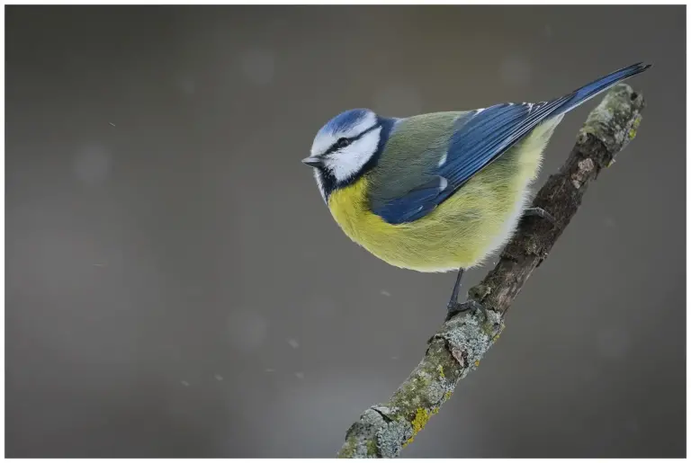 Blåmes - (Blue Tit) - snöfall