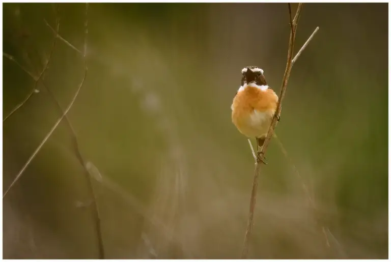 Buskskvätta - (Whinchat) - sjunger från en torr tunn gren