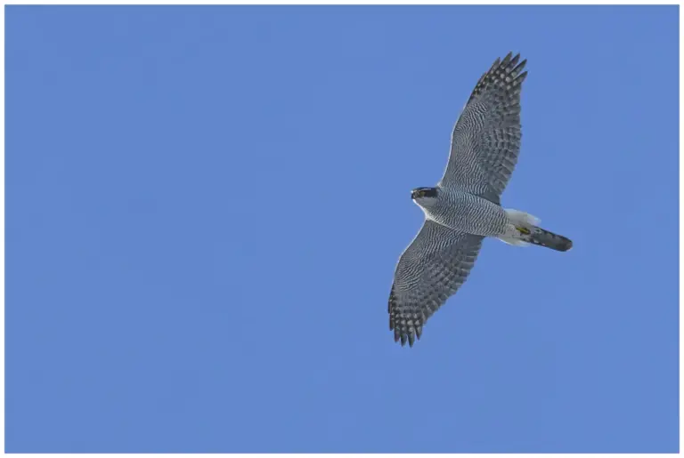 duvhök en vuxen som flyger över mig mot blå himmel