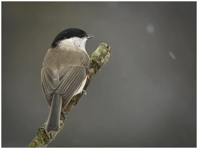 Entita - (Marsh Tit)