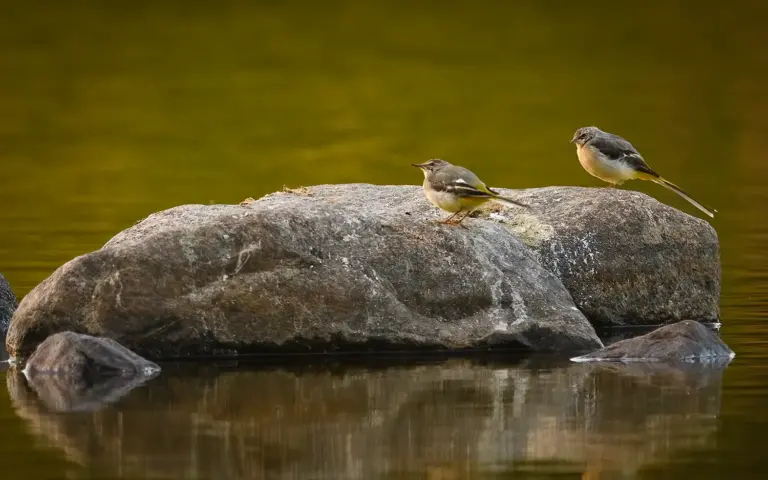 Forsärla (Grey Wagtail) fotograferade vid grensholm