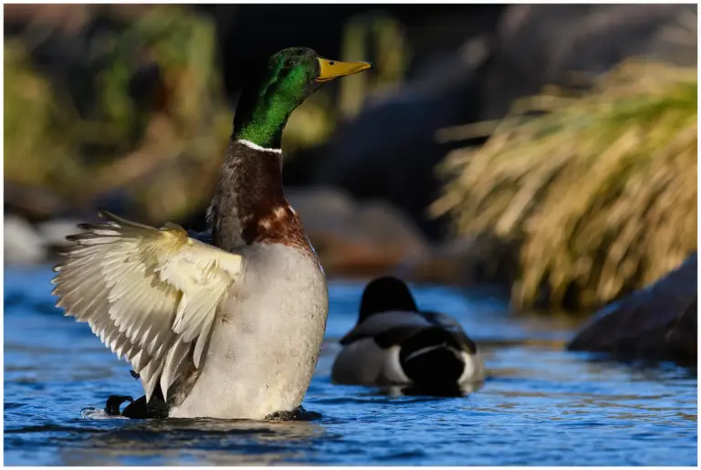 Gräsand - (Mallard)