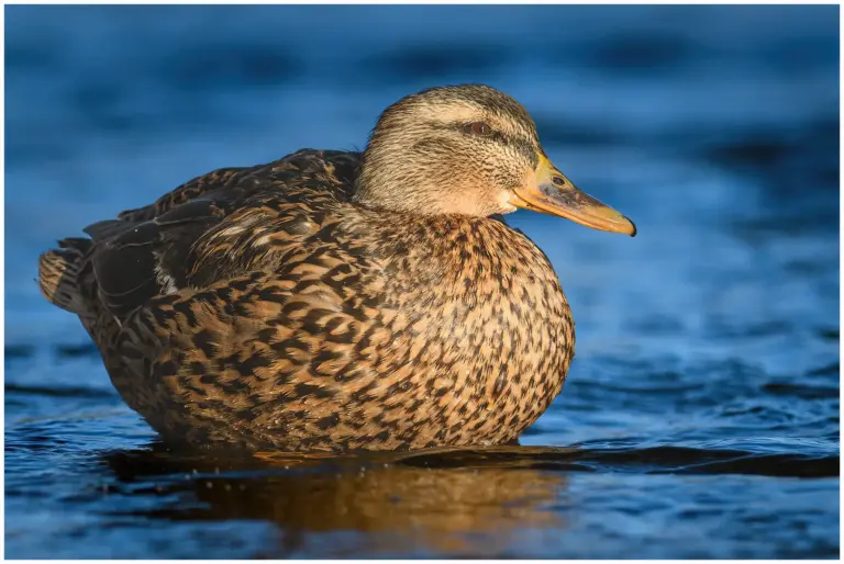 Gräsand - (Mallard)