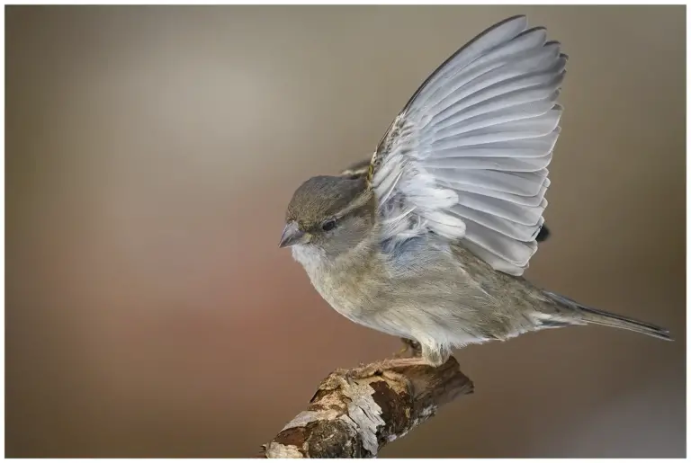 Gråsparv - (House Sparrow)