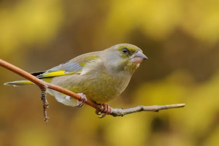 Grönfink - Greenfinch - Carduelis chloris