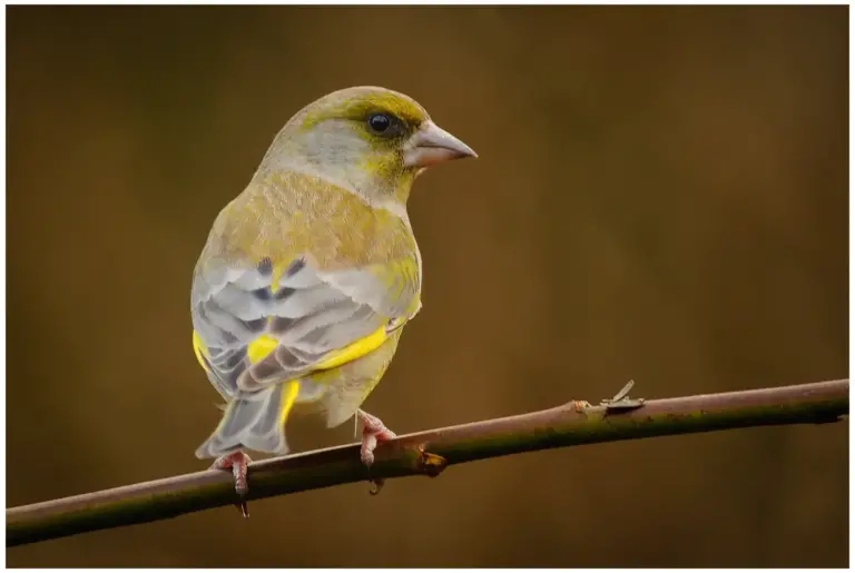 Grönfink - Greenfinch - Carduelis chloris