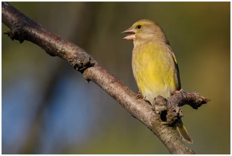 Grönfink - Greenfinch - Carduelis chloris