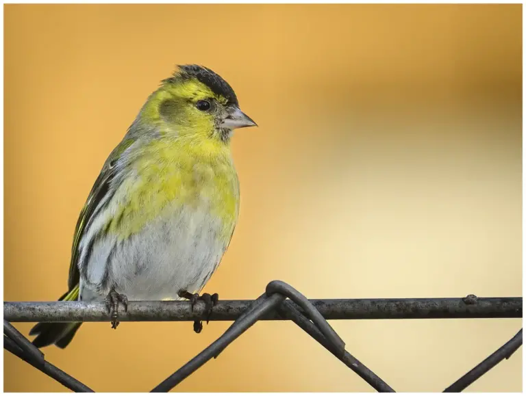 Grönsiska - (Eurasian Siskin)