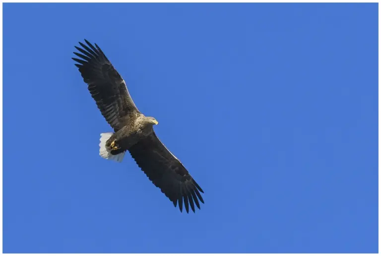 Havsörn flyger mot himmel