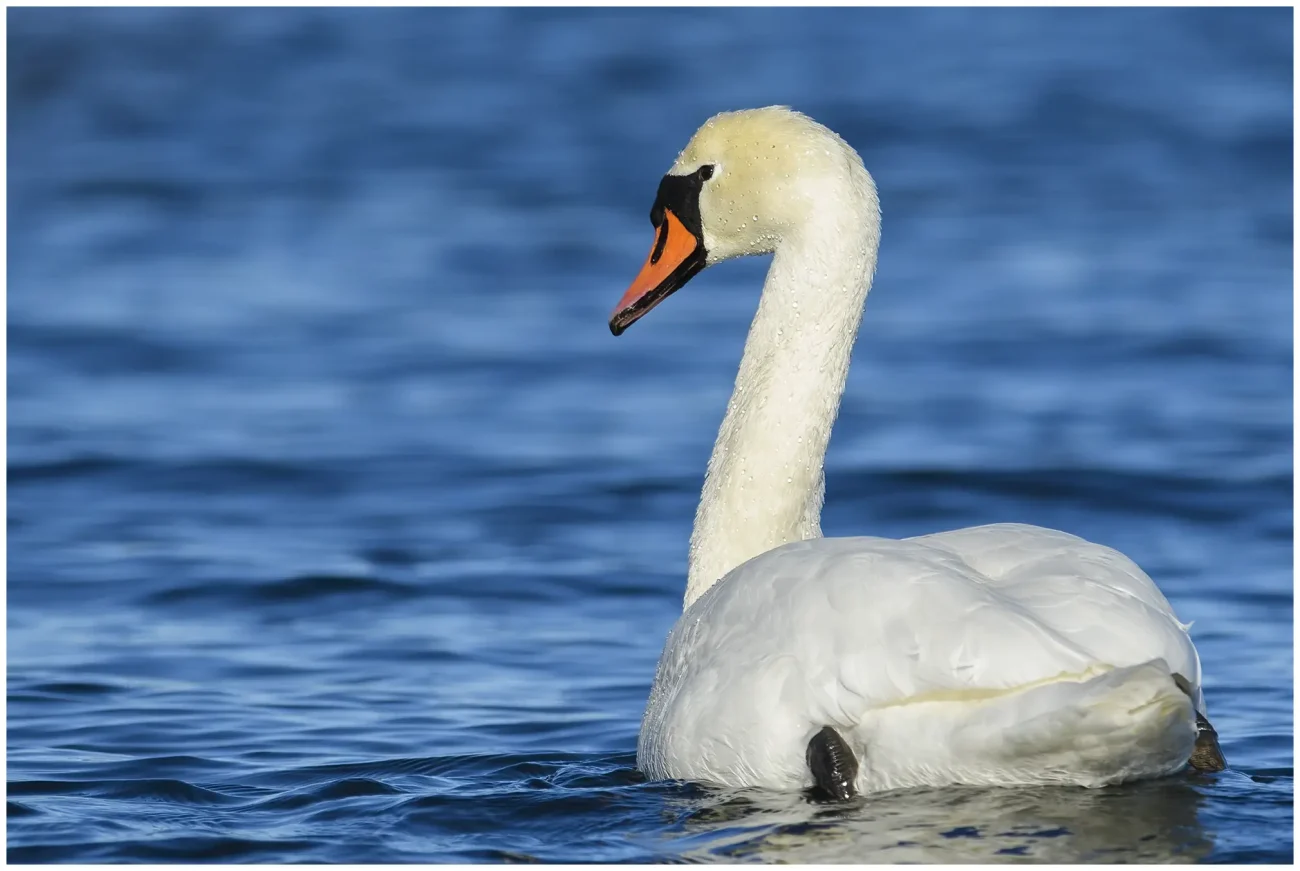 Knölsvan, Mute Swan, Västervik