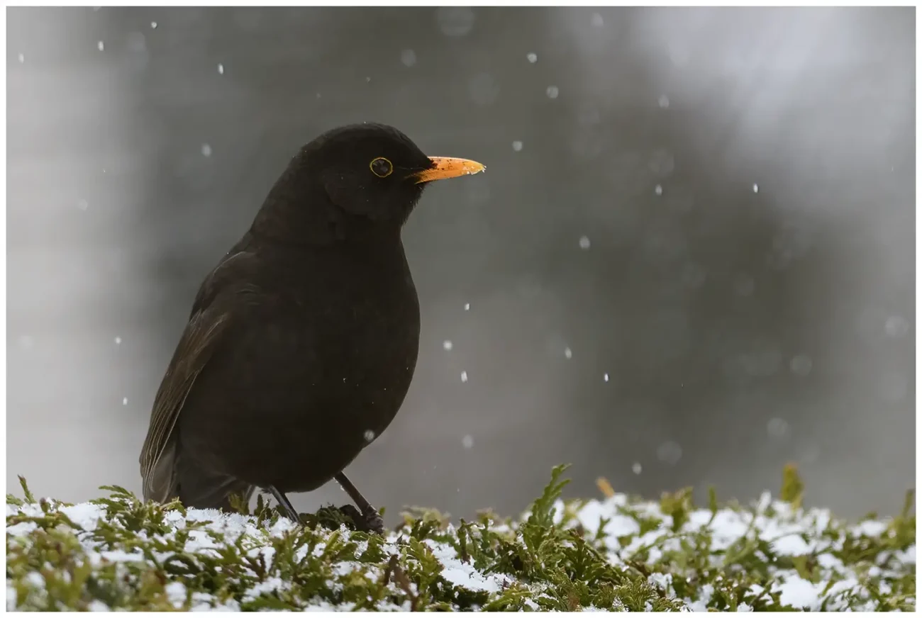 Koltrast - Blackbird - hanne i snöfall