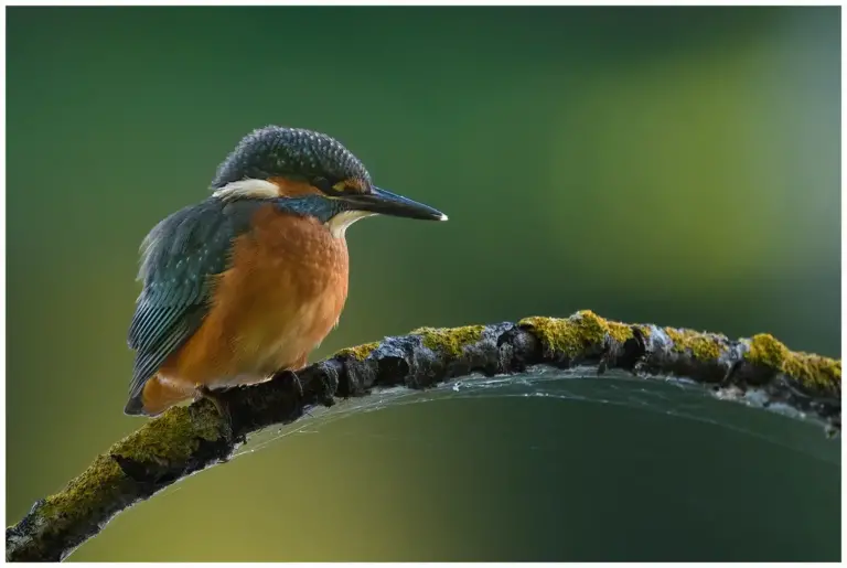 Kungsfiskare - (Kingfisher)