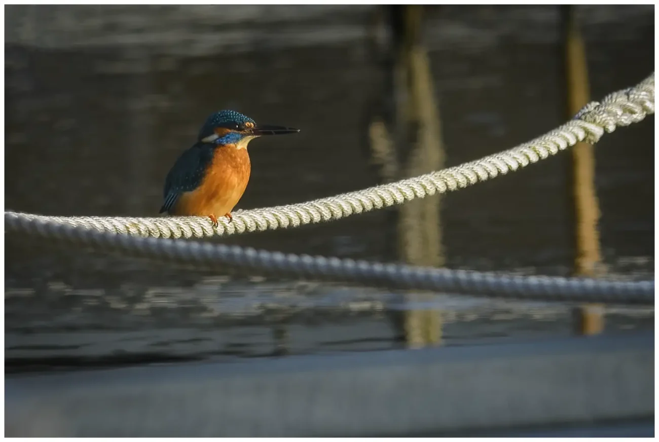 Kungsfiskare - Alcedo atthis - Kingfisher sitter på ett rep