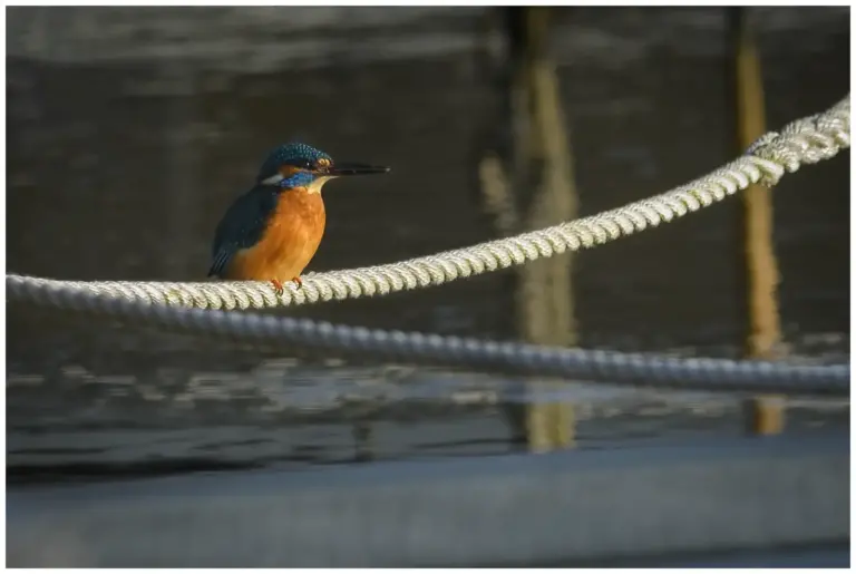 Kungsfiskare - (Kingfisher) sitter på et trep