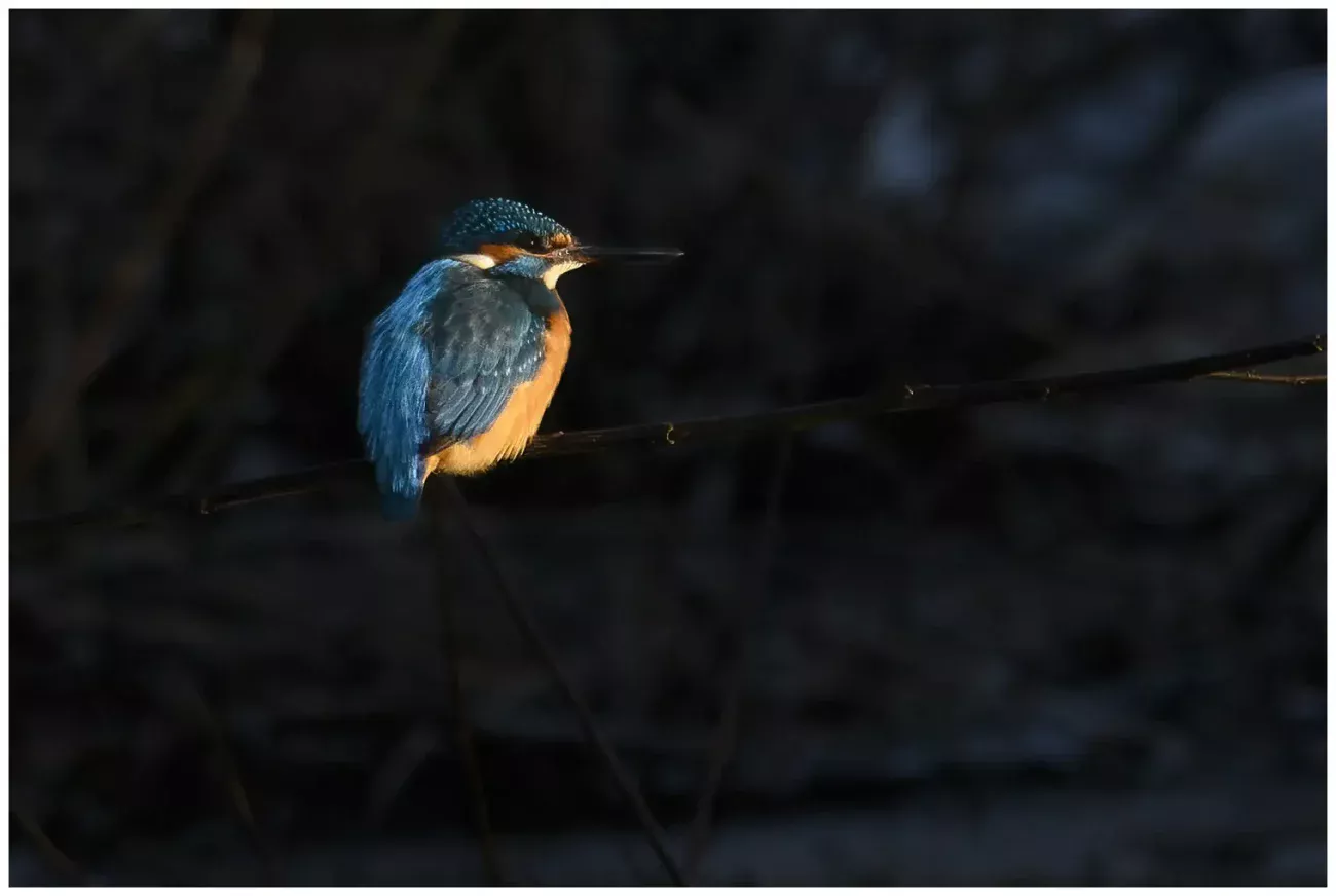 Kungsfiskare - (Kingfisher) sitter på en gren i varmt morgonljus