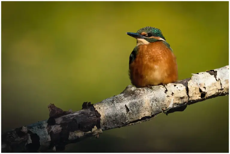 Kungsfiskare - (Kingfisher) på en björk-gren tidigt en morgon