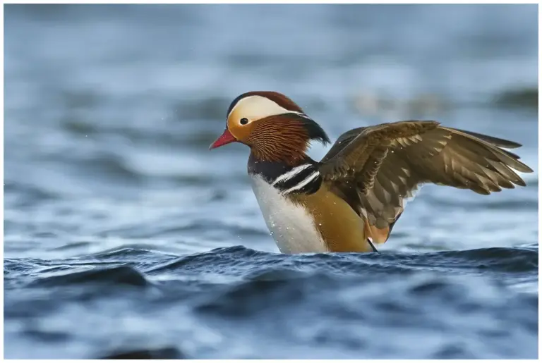 mandarinand - (mandarin duck)