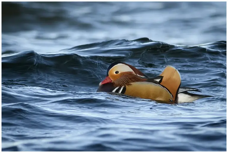 mandarinand - (mandarin duck)