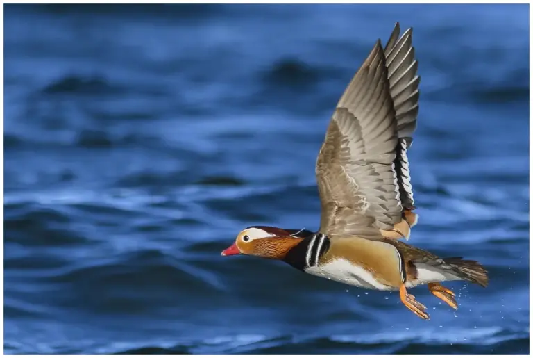 mandarinand - (mandarin duck)