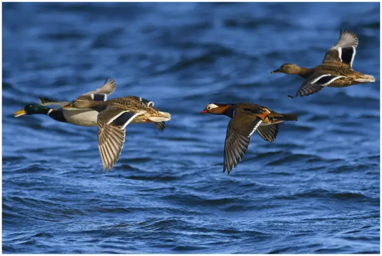 mandarinand - (mandarin duck)